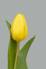 Image showing spring yellow tulips