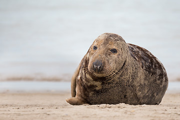 Image showing atlantic Grey Seal portrait