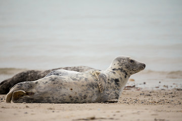 Image showing Young baby atlantic Grey Seal