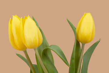 Image showing spring yellow tulips