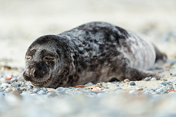 Image showing Young atlantic Grey Seal portrait