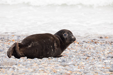 Image showing Young baby atlantic Grey Seal