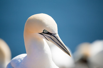 Image showing northern gannet sitting on the nest