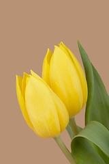 Image showing spring yellow tulips