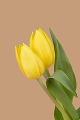 Image showing spring yellow tulips