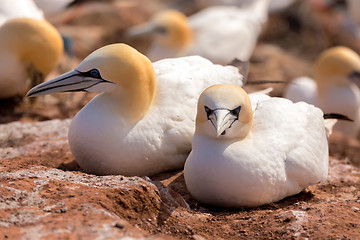 Image showing northern gannet sitting on the nest