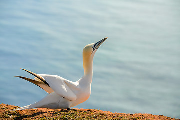 Image showing northern gannet sitting on the nest