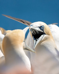 Image showing northern gannet sitting on the nest