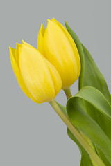 Image showing spring yellow tulips