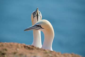 Image showing northern gannet, birds in love