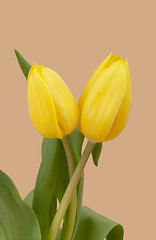 Image showing spring yellow tulips