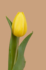 Image showing spring yellow tulips