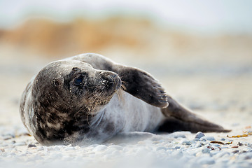 Image showing Young atlantic Grey Seal portrait