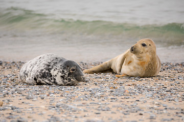 Image showing Young baby atlantic Grey Seal