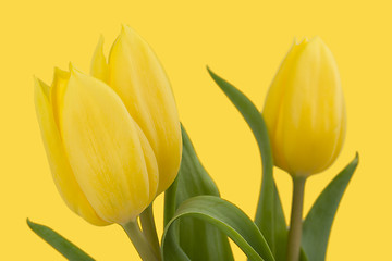 Image showing spring yellow tulips