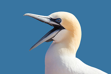 Image showing northern gannet sitting on the nest