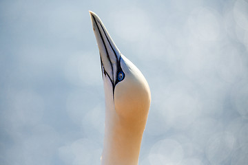 Image showing northern gannet sitting on the nest