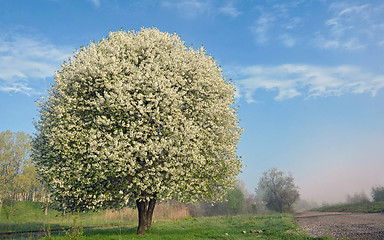 Image showing One blooming tree 