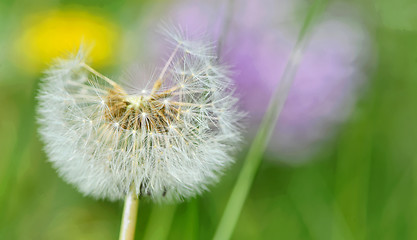 Image showing Dandelion close up isolated 