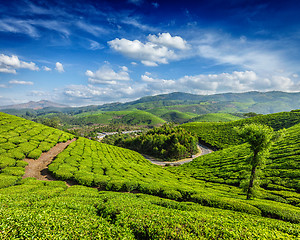 Image showing Tea plantations, Munnar, Kerala state, India