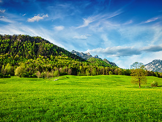 Image showing Alpine meadow in Bavaria,  Germany