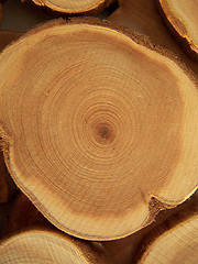 Image showing Annual circles of juniper wood