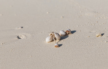 Image showing crabs hatching from shells on beach sand