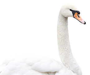 Image showing swan on white