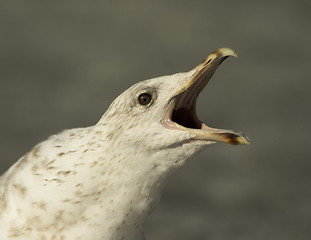 Image showing Herring gull