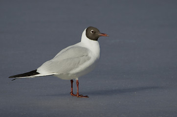 Image showing Black-headed Gul