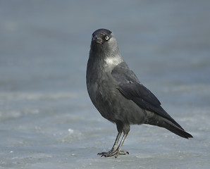 Image showing Jackdaw on the ice