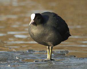 Image showing Common Coot on the ice