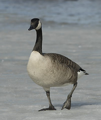 Image showing Canadian Goose on the ice