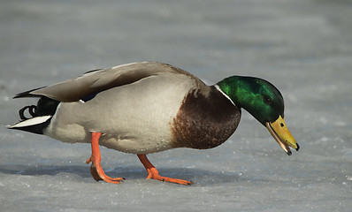 Image showing Mallard on the ice