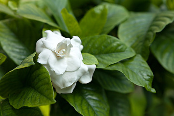 Image showing White Flower Green Leaves