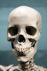 Image showing Scary Skeleton Skull