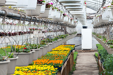 Image showing Greenhouse Nursery Flowers