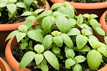 Image showing Potted Basil Plants