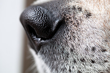 Image showing Beagle Dog Nose Macro