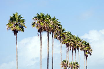 Image showing Palm Trees in a Row