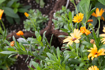 Image showing Fresh Orange Flowers