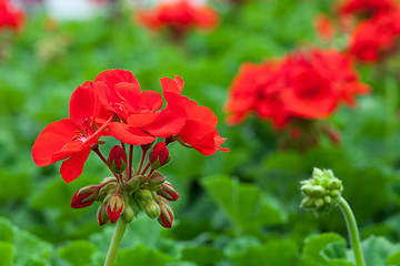 Image showing Red Flowers Macro