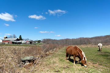 Image showing Horses Grazing in the Pasture