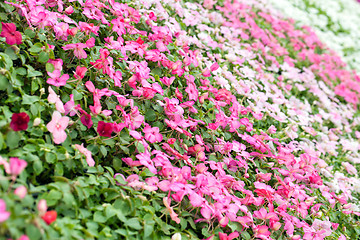 Image showing Assorted Pink Flowers 