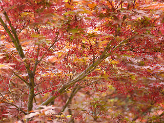 Image showing Red maple acer tree