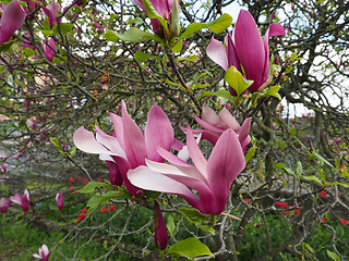 Image showing Magnolia tree flower