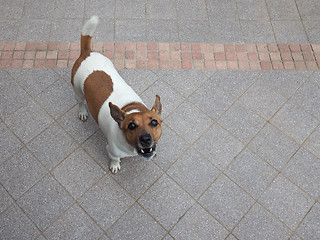 Image showing Dog mammal animal