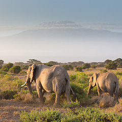 Image showing Elephants in front of Kilimanjaro, Amboseli, Kenya