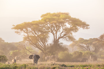 Image showing Elephants in front of Kilimanjaro, Amboseli, Kenya