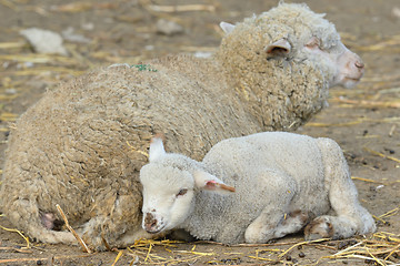 Image showing lamb and sheep in springtime